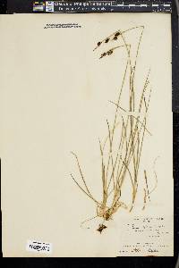 Carex stylosa image