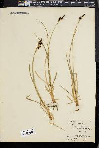 Carex stylosa image