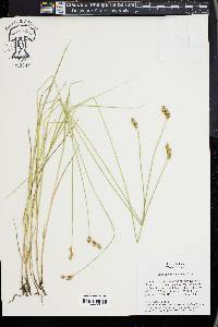 Carex suberecta image