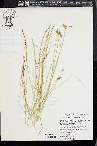 Carex suberecta image