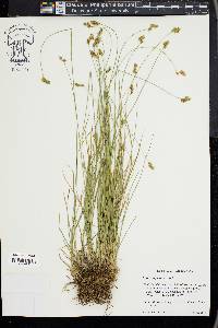 Carex subfusca image