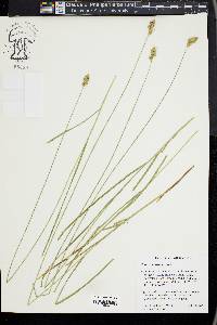 Carex subfusca image