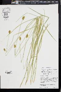 Carex subfusca image