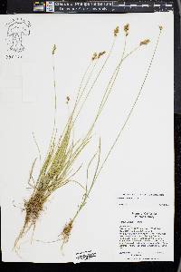 Carex subfusca image