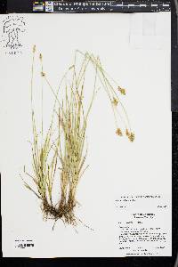 Carex subfusca image