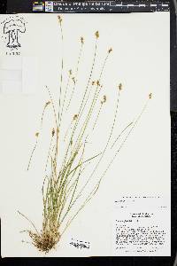 Carex subfusca image