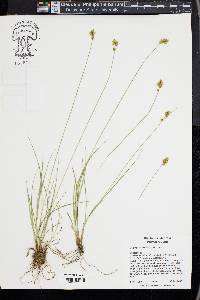 Carex subfusca image