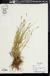 Carex subfusca image