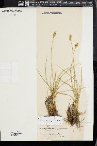 Carex subfusca image