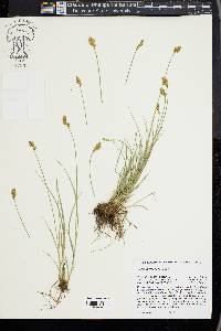 Carex subfusca image