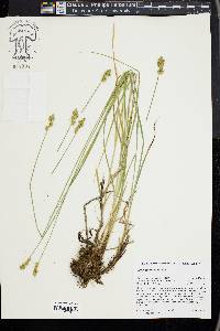 Carex subfusca image