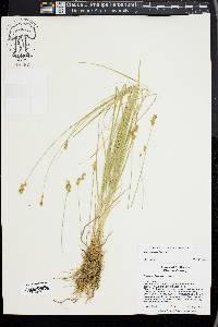 Carex subfusca image