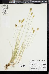 Carex subfusca image