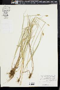 Carex subfusca image