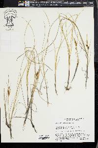 Carex subspathacea image