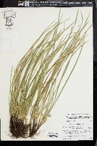 Carex superata image