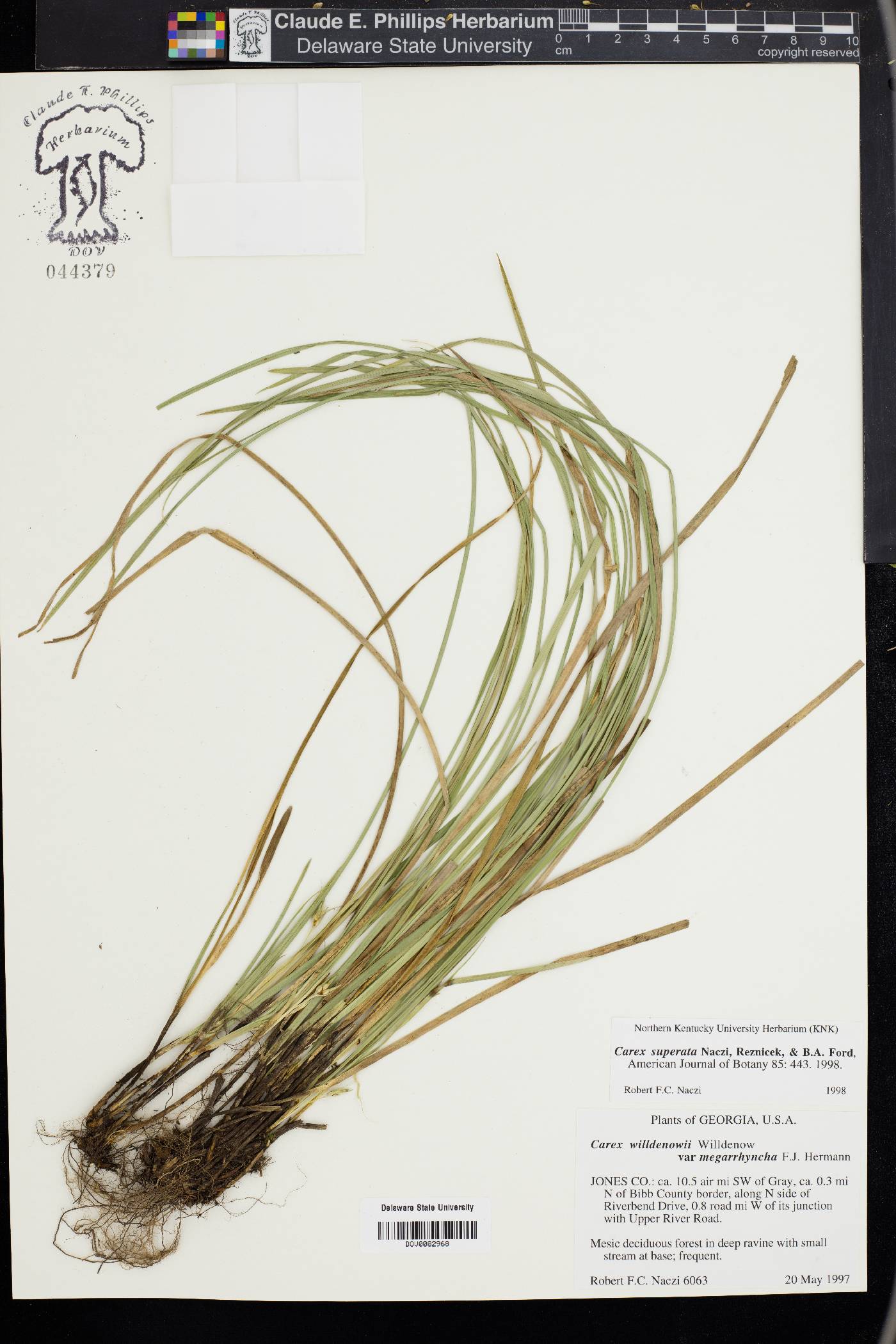 Carex superata image