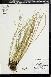 Carex superata image