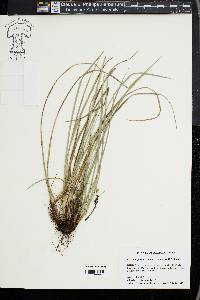 Carex superata image