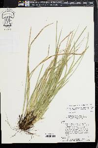 Carex superata image