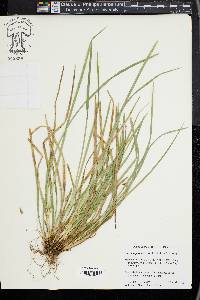 Carex superata image