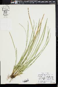 Carex superata image