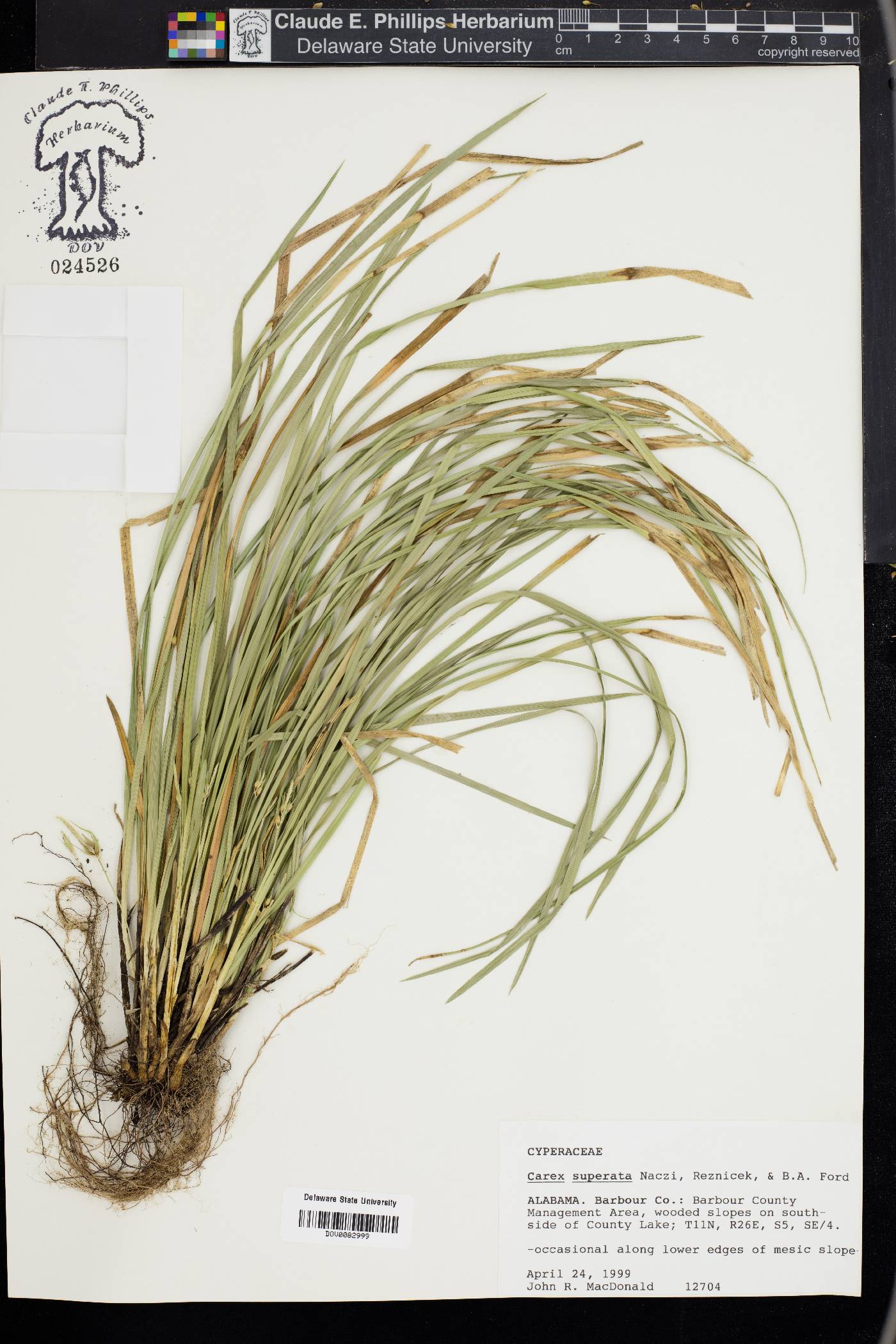 Carex superata image