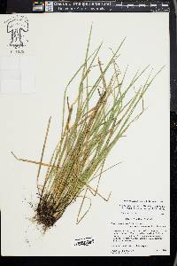 Carex superata image