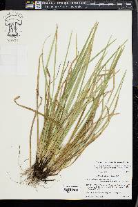 Carex superata image