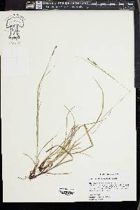 Carex swanii image