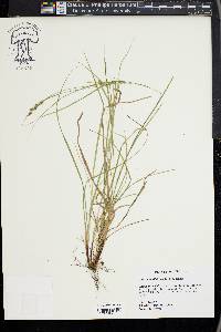 Carex swanii image