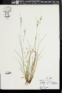 Carex swanii image