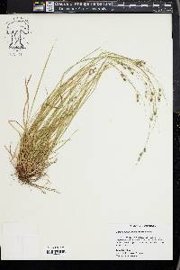 Carex swanii image