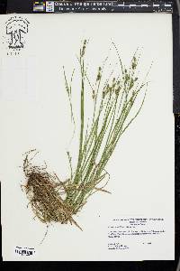 Carex swanii image