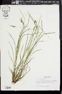 Carex swanii image