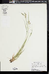 Carex swanii image