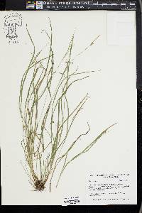 Carex swanii image