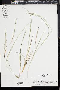 Carex swanii image