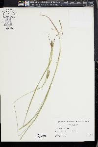 Carex swanii image