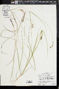 Carex swanii image