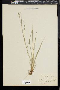 Carex swanii image