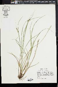 Carex swanii image