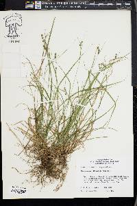 Carex swanii image