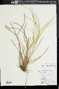 Carex swanii image