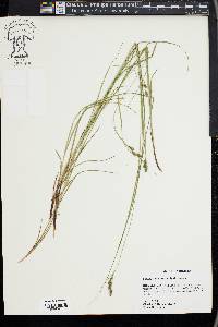 Carex swanii image