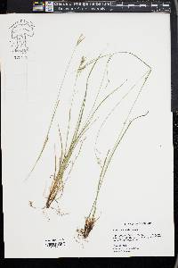 Carex swanii image