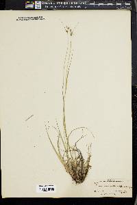 Carex swanii image