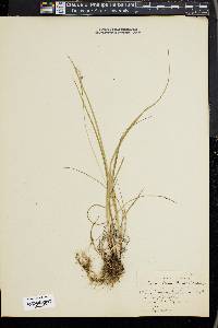 Carex swanii image