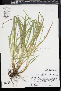 Carex sylvatica image