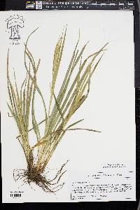 Carex sylvatica image